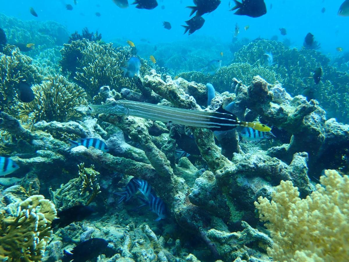 The High Dive Gili Gede By Ultimate Resorts Exteriör bild